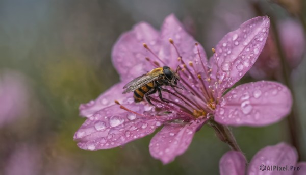 flower, wings, blurry, no humans, depth of field, blurry background, animal, bug, realistic, antennae