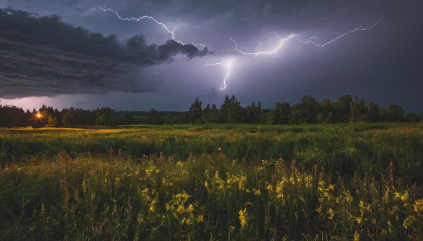 flower,outdoors,sky,cloud,tree,no humans,night,cloudy sky,grass,fire,nature,night sky,scenery,forest,electricity,field,lightning,landscape,sunset