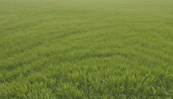 outdoors,day,no humans,traditional media,grass,nature,scenery,field,green theme,signature,plant,road