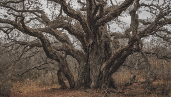 monochrome,outdoors,sky,tree,no humans,traditional media,grass,nature,scenery,forest,bare tree,plant,rock,landscape,brown theme