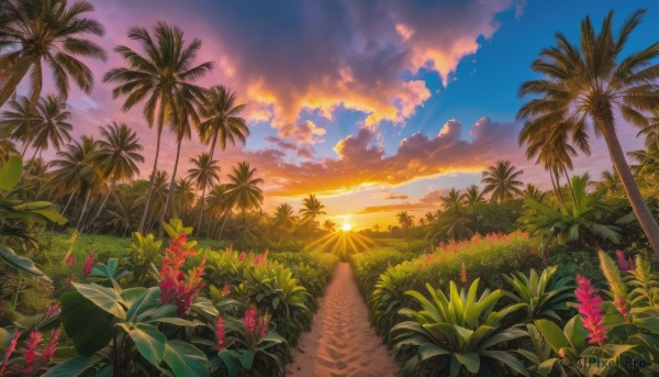 flower, outdoors, sky, cloud, tree, no humans, sunlight, cloudy sky, grass, plant, nature, scenery, sunset, palm tree, sun