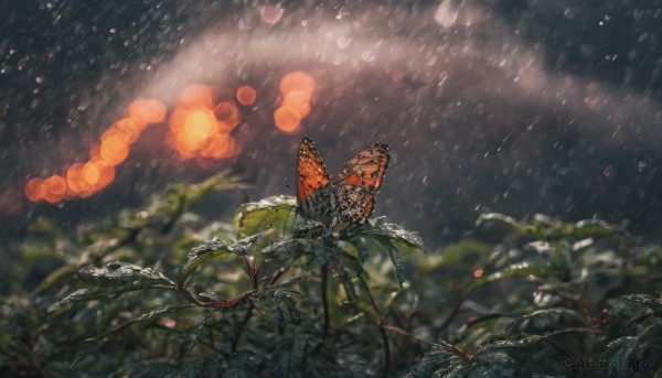 outdoors, wings, blurry, no humans, night, depth of field, bug, plant, butterfly, rain, bokeh, butterfly wings