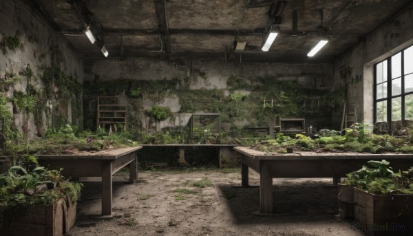 day,indoors,tree,no humans,window,chair,table,sunlight,plant,scenery,potted plant,ruins,ceiling,moss,ceiling light,overgrown,broken window,grass,desk,vines