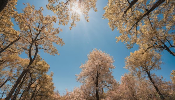 outdoors,sky,day,cloud,tree,blue sky,no humans,leaf,from below,sunlight,cherry blossoms,nature,scenery,sun,autumn leaves,autumn,artist name,forest