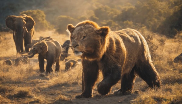 standing,outdoors,sky,cloud,signature,no humans,animal,cloudy sky,grass,rock,realistic,tusks,lion,animal focus