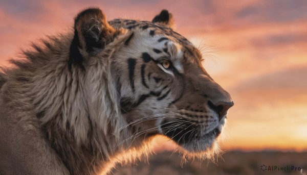 outdoors, sky, cloud, signature, blurry, no humans, blurry background, animal, sunset, realistic, animal focus, whiskers, tiger