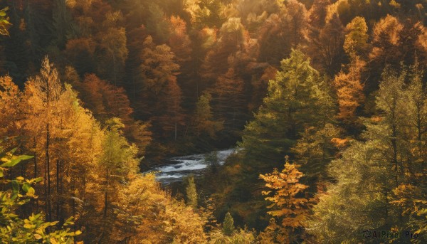 outdoors,day,water,tree,no humans,leaf,sunlight,nature,scenery,forest,reflection,autumn leaves,river,autumn,orange theme,yellow theme,landscape