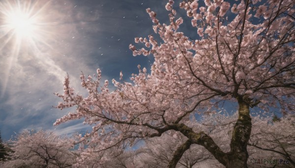 outdoors, sky, day, cloud, tree, blue sky, no humans, sunlight, cherry blossoms, scenery, light rays, sun