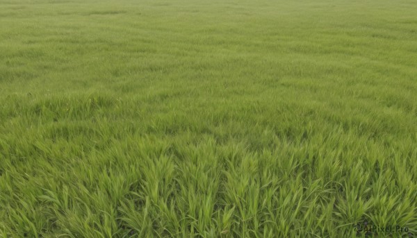 outdoors,day,no humans,traditional media,grass,nature,scenery,field,green theme,plant