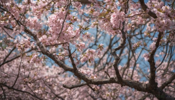 outdoors, sky, day, blurry, tree, blue sky, no humans, depth of field, cherry blossoms, scenery, branch, spring (season)