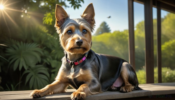 HQ,looking at viewer,blue eyes,outdoors,sky,day,blurry,collar,tree,blue sky,no humans,depth of field,blurry background,animal,leaf,sunlight,plant,lens flare,dog,realistic,sun,animal focus,animal collar,cloud,window,bird,sleeping,on stomach,bush