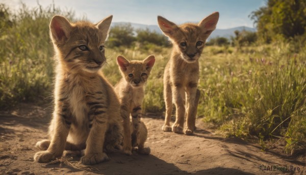 looking at viewer,blue eyes,closed mouth,standing,outdoors,sky,day,signature,blurry,tree,blue sky,no humans,depth of field,blurry background,shadow,animal,cat,grass,nature,scenery,realistic,road,animal focus,flower,plant