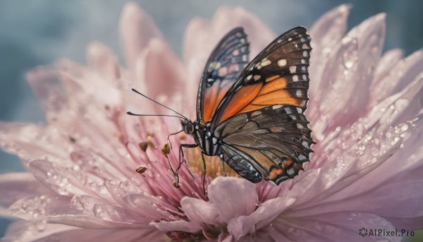 flower, wings, blurry, no humans, animal, bug, butterfly, realistic, antennae, butterfly wings