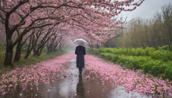 1girl, solo, holding, flower, outdoors, day, from behind, tree, coat, petals, umbrella, cherry blossoms, nature, scenery, reflection, rain, holding umbrella, road, transparent, transparent umbrella, spring (season)