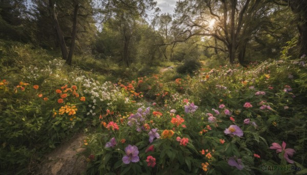 flower, outdoors, sky, day, tree, no humans, sunlight, grass, plant, red flower, nature, scenery, forest, purple flower, road, bush, field, orange flower, path