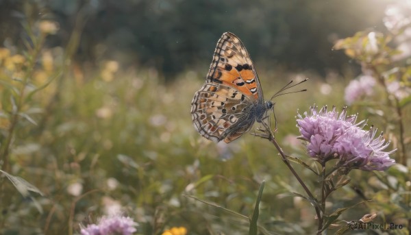 A glimpse of a butterfly in a lush day