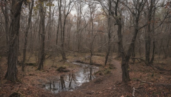 outdoors,day,water,tree,no humans,leaf,grass,nature,scenery,forest,reflection,autumn leaves,bare tree,river,autumn,landscape,path