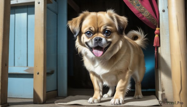 HQ,solo,looking at viewer,open mouth,blue eyes,brown eyes,full body,tongue,indoors,tongue out,no humans,window,animal,curtains,tassel,dog,realistic,door,animal focus,open door,doorway,standing,fangs