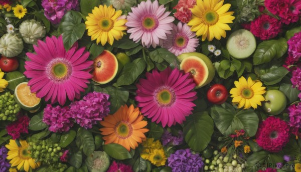 flower,food,no humans,fruit,leaf,plant,white flower,red flower,scenery,pink flower,yellow flower,purple flower,apple,sunflower,grapes,hydrangea,orange (fruit),food focus,orange flower,lemon,still life,daisy,orange slice,berry,kiwi (fruit),outdoors,from above