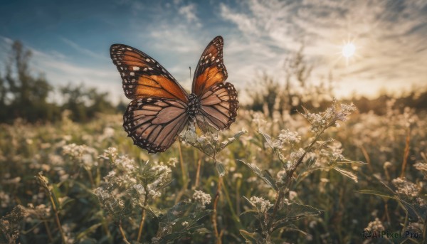 flower, outdoors, sky, day, cloud, blurry, tree, blue sky, no humans, depth of field, sunlight, cloudy sky, bug, butterfly, nature, scenery, sun, field