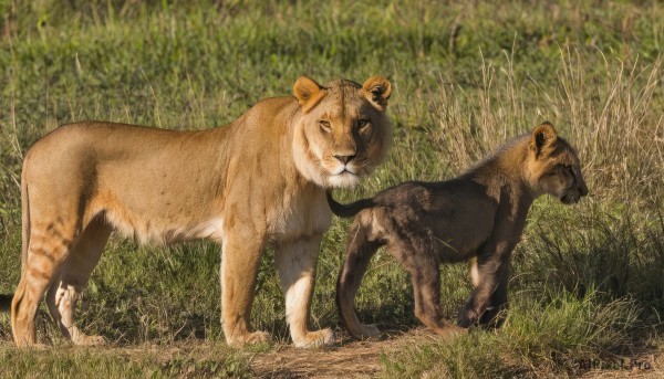 looking at viewer,outdoors,day,black eyes,no humans,animal,grass,nature,running,realistic,animal focus,lion,full body,cat,field