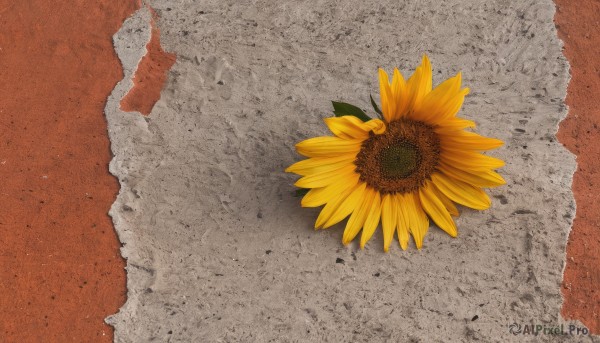 flower,outdoors,day,no humans,shadow,leaf,from above,yellow flower,sand,sunflower,still life,artist name,signature,water,beach,scenery,orange background