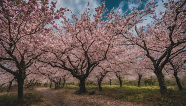 outdoors, sky, day, cloud, tree, blue sky, no humans, grass, cherry blossoms, scenery, path