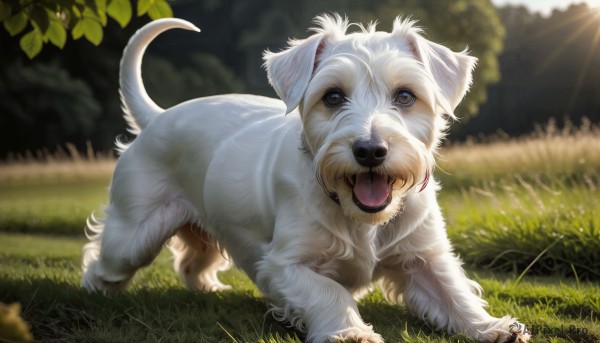 HQ,solo,open mouth,blue eyes,brown eyes,full body,outdoors,day,tongue,tongue out,blurry,tree,no humans,depth of field,blurry background,animal,leaf,fangs,sunlight,grass,nature,dog,realistic,animal focus,looking at viewer,standing,signature,light rays,white fur