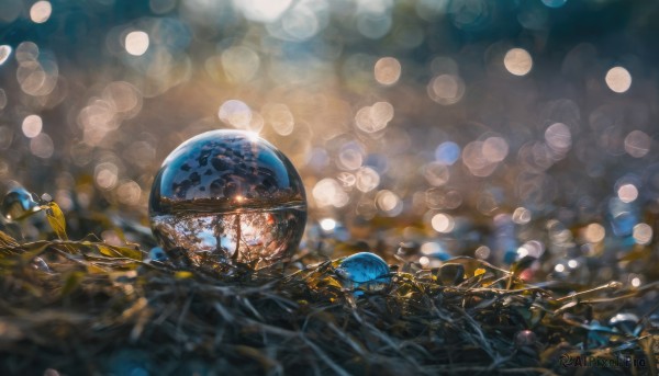 blurry, tree, no humans, depth of field, scenery, bokeh