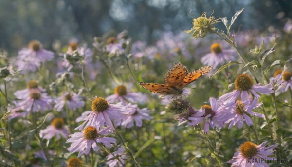 flower, outdoors, day, blurry, no humans, depth of field, blurry background, bug, butterfly, nature, scenery, realistic, purple flower