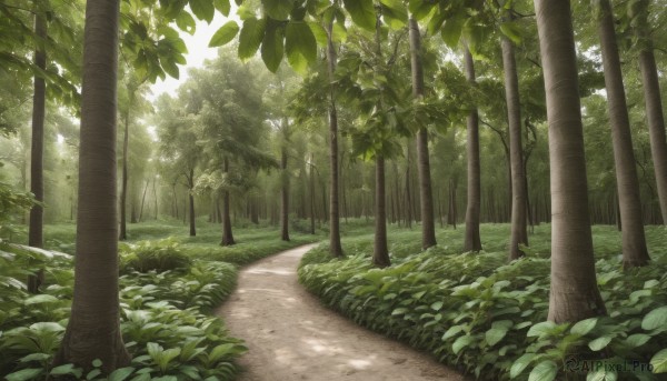 outdoors,day,tree,dutch angle,no humans,leaf,sunlight,grass,plant,nature,scenery,forest,road,bush,dappled sunlight,green theme,path