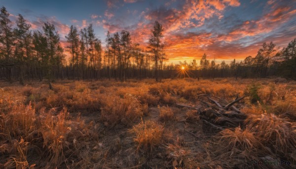 outdoors,sky,cloud,tree,no humans,sunlight,cloudy sky,grass,plant,nature,scenery,forest,sunset,sun,field,twilight,evening,landscape,gradient sky,orange sky,blue sky