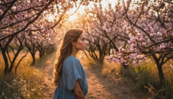 1girl, solo, long hair, blue eyes, blonde hair, brown hair, dress, upper body, flower, short sleeves, outdoors, day, blurry, from side, tree, profile, depth of field, sunlight, cherry blossoms, realistic