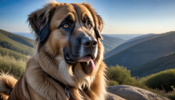 HQ,solo,looking at viewer,tail,yellow eyes,outdoors,sky,day,tongue,tongue out,blurry,collar,tree,blue sky,no humans,blurry background,animal,grass,nature,scenery,dog,mountain,realistic,animal focus,jewelry,teeth,signature,pokemon (creature),fangs,mouth hold