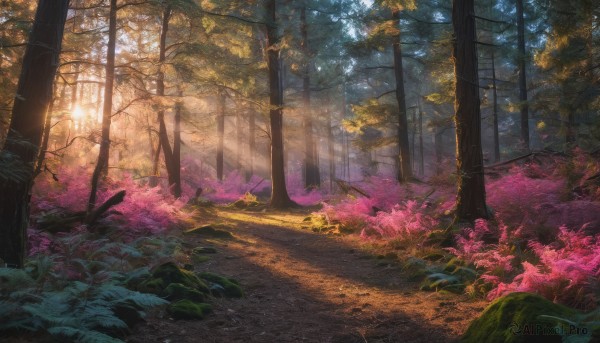 outdoors, tree, no humans, sunlight, grass, nature, scenery, forest, light rays, road, path