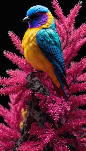 solo,simple background,full body,flower,blurry,black eyes,tree,no humans,bird,animal,black background,cherry blossoms,pink flower,realistic,branch,animal focus,beak,looking at viewer,closed mouth,signature,feathers,parrot