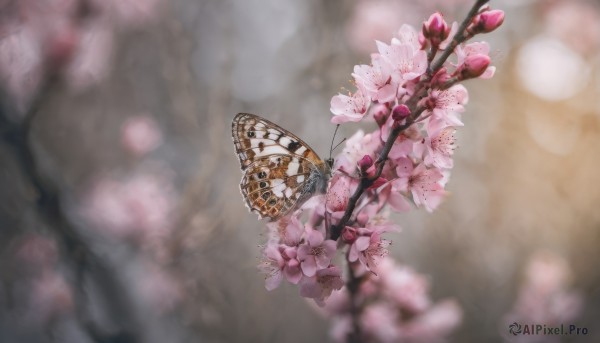 The allure of a butterfly in a majestic outdoors