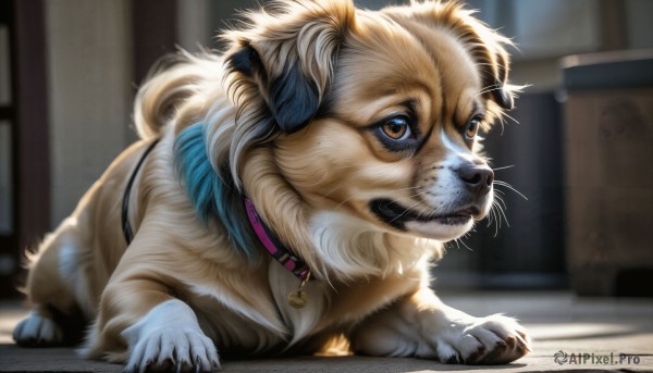 HQ,solo,brown eyes,closed mouth,full body,indoors,blurry,collar,no humans,bell,depth of field,blurry background,animal,cat,jingle bell,neck bell,dog,realistic,animal focus,animalization,whiskers,window,watermark,web address,claws,animal collar