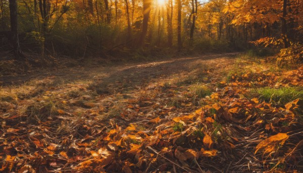 outdoors,tree,no humans,leaf,sunlight,grass,nature,scenery,forest,sunset,light rays,road,autumn leaves,river,autumn,landscape,orange theme,day,path