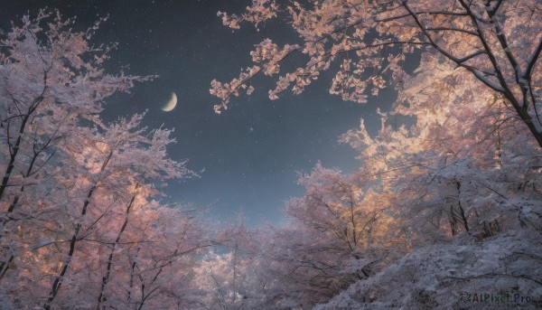 outdoors,sky,cloud,tree,no humans,night,moon,cherry blossoms,star (sky),nature,night sky,scenery,snow,starry sky,branch,crescent moon,bare tree,blue sky,leaf