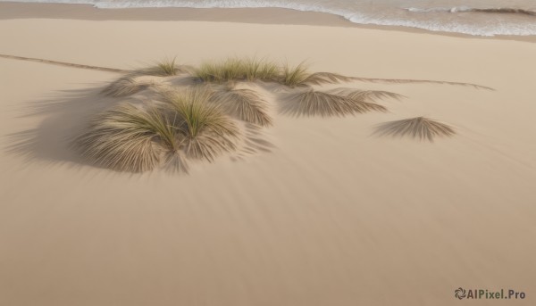 outdoors,day,water,tree,no humans,shadow,ocean,beach,grass,plant,scenery,sand,shore,simple background,white background,leaf,realistic,still life