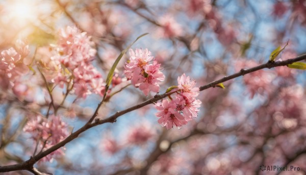 flower, outdoors, day, blurry, tree, no humans, depth of field, blurry background, cherry blossoms, scenery, branch