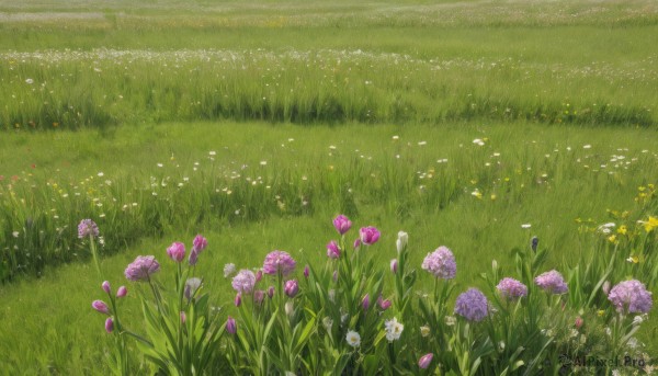 flower,outdoors,day,no humans,grass,white flower,nature,scenery,pink flower,yellow flower,purple flower,field,flower field,plant