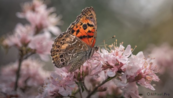 flower, blurry, no humans, depth of field, blurry background, bug, white flower, cherry blossoms, butterfly, realistic, branch, still life