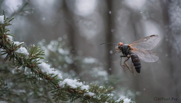 solo, outdoors, wings, blurry, tree, depth of field, bug, nature, forest, antennae, insect wings