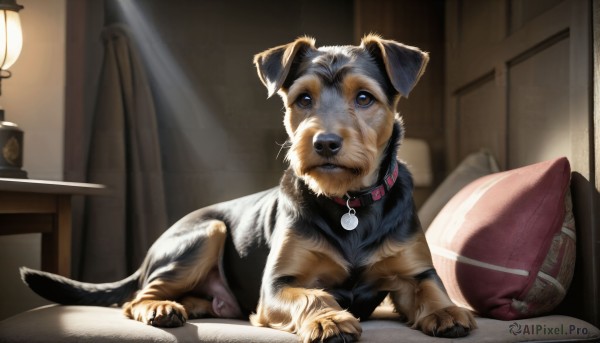 HQ,solo,brown eyes,lying,indoors,bag,collar,pillow,no humans,bed,animal,on bed,table,curtains,dog,realistic,lamp,bedroom,animal focus,red collar,animal collar,looking at viewer,blurry,book,window,chair,sleeping,on stomach,alarm clock