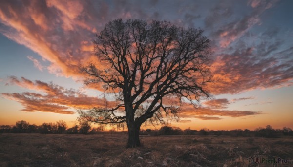 outdoors,sky,cloud,tree,blue sky,no humans,cloudy sky,grass,nature,scenery,forest,sunset,road,bare tree,twilight,evening,landscape,gradient sky,orange sky,path,sunlight,horizon,field