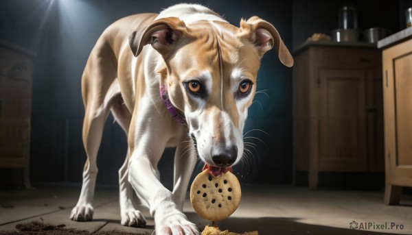 HQ,looking at viewer,brown eyes,food,indoors,blurry,collar,no humans,animal,mouth hold,cat,box,bowl,dog,realistic,leash,door,animal focus,pet bowl,solo,standing,tongue,cookie,animal collar,horror (theme)