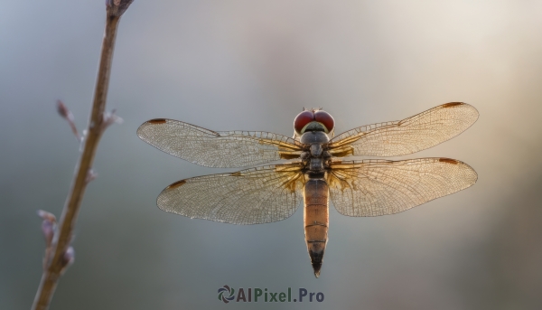 wings, blurry, gradient, gradient background, no humans, bug, flying, insect wings, dragonfly