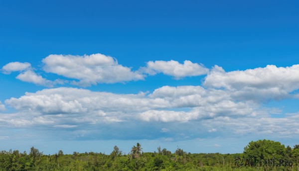 outdoors,sky,day,cloud,tree,blue sky,no humans,cloudy sky,grass,plant,nature,scenery,forest,field